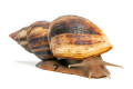 Lissachatina albopicta typ 4 adult